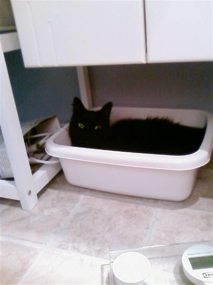 Blanding af racer Honey RIP. <3 billede 20