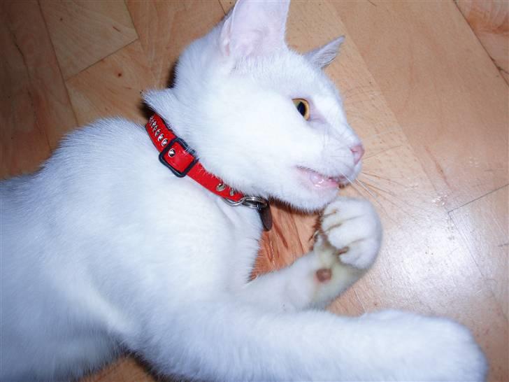 Huskat Akito (Pølle) Væk :( - Februar 08 billede 16