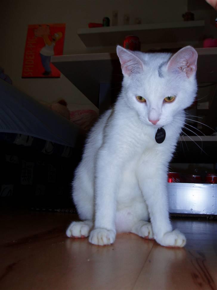 Huskat Akito (Pølle) Væk :( - Februar 08 billede 17