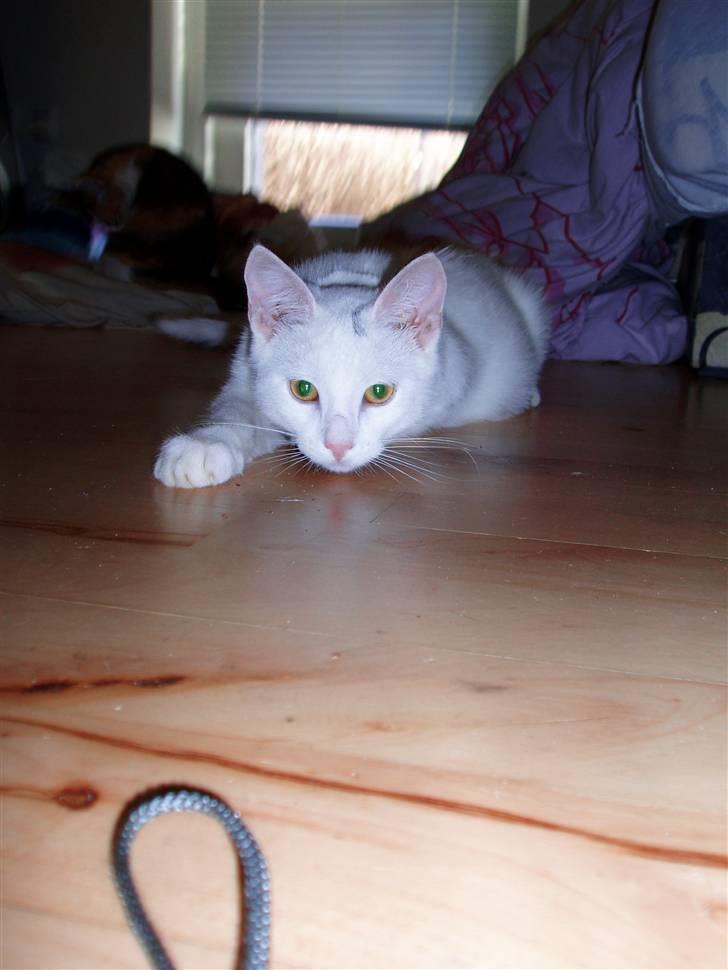 Huskat Akito (Pølle) Væk :( - Smukke Pølle er klar til at angribe (: billede 18