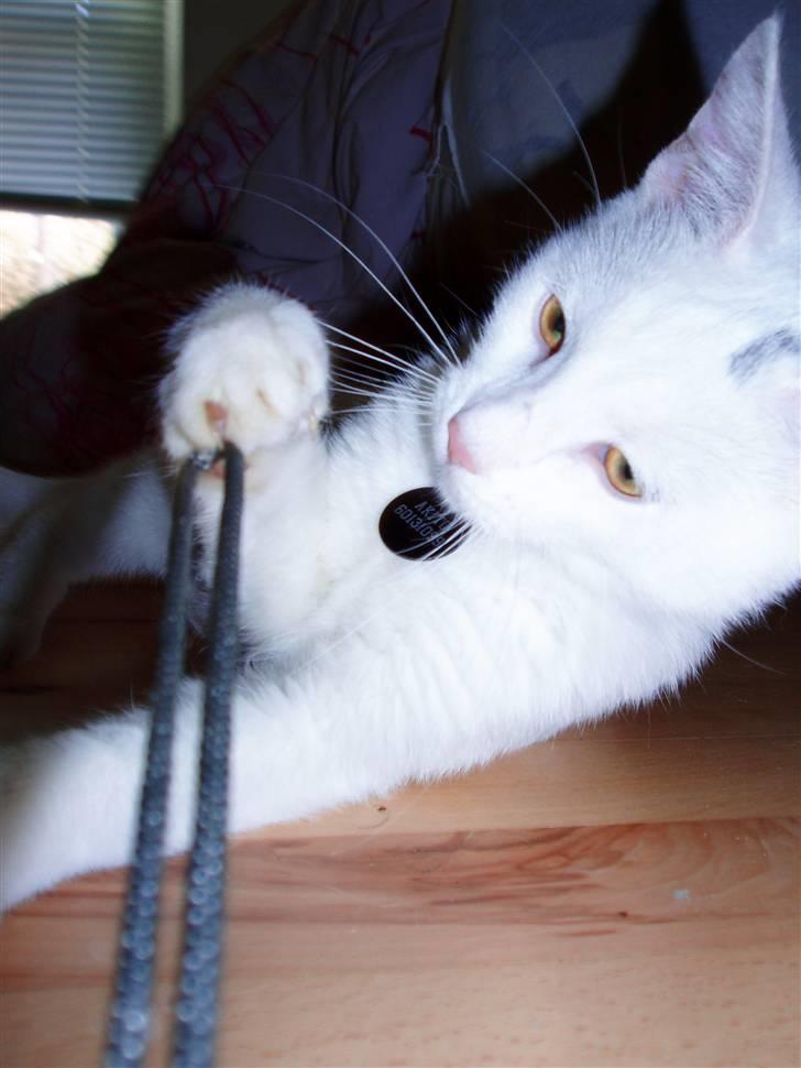 Huskat Akito (Pølle) Væk :( - Pølle leger med kamera snoren (: billede 19