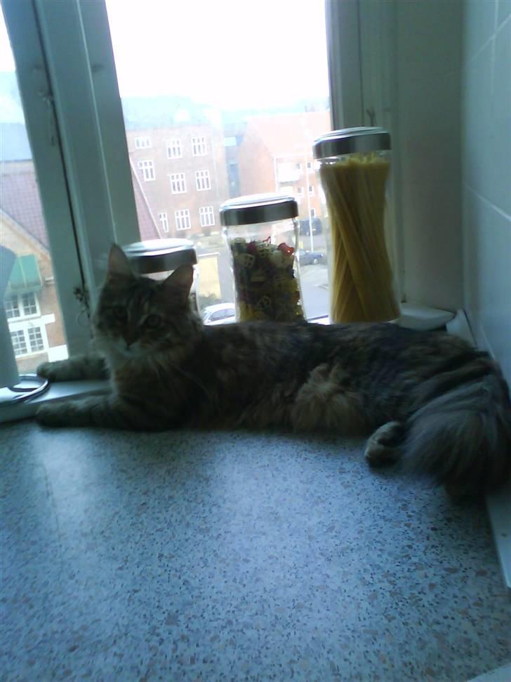 Maine Coon Silke - Jeg kan godt li´ at ligge og kigge ud af vinduet.. Det er SÅ hyggeligt :) billede 12