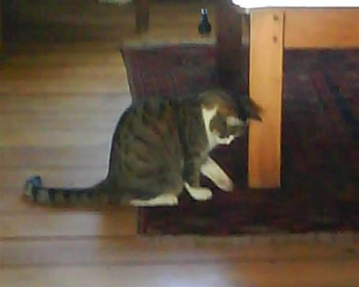 Blanding af racer betty<3 - lege med gulvtæppe er også sjovt:) billede 9