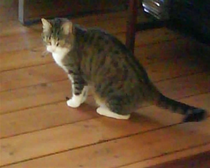 Blanding af racer betty<3 - hehe billede 10