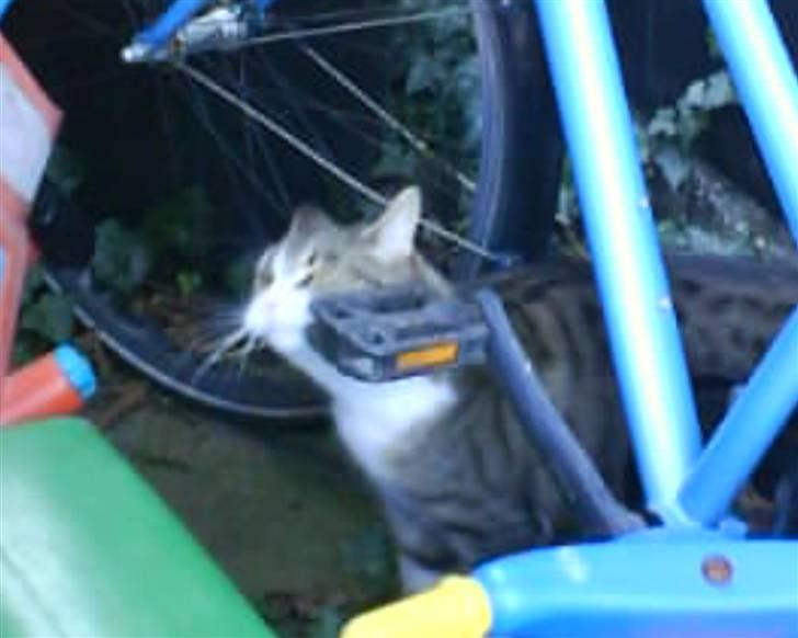 Blanding af racer betty<3 - pedal;) billede 11