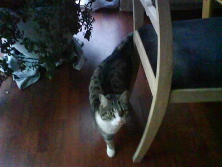 Blanding af racer betty<3 - stol:) billede 12