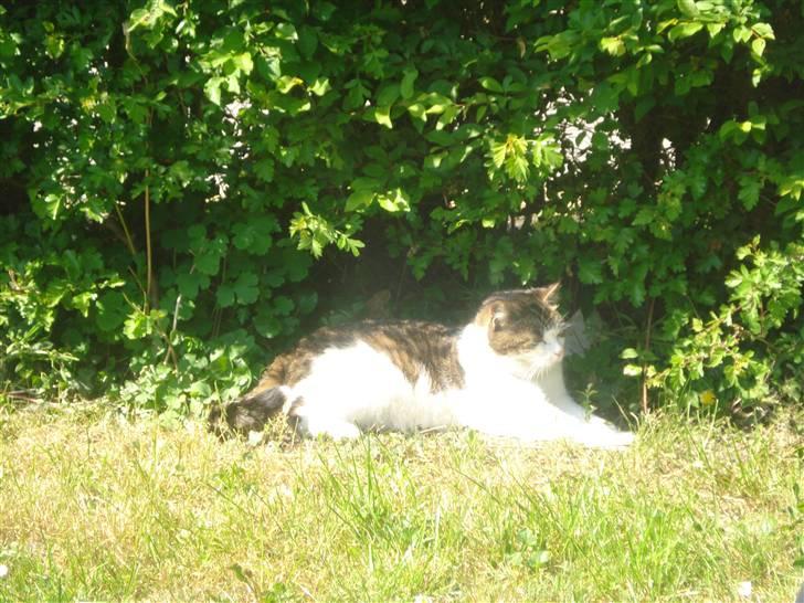 Huskat Laban billede 2