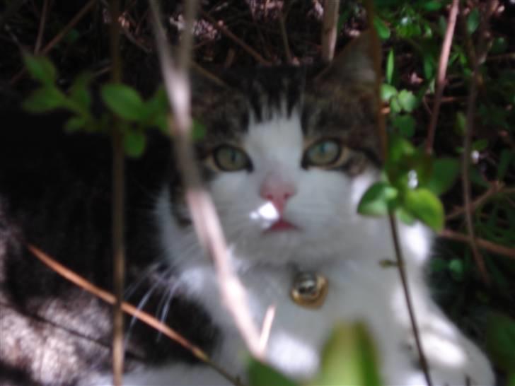 Huskat Laban billede 5