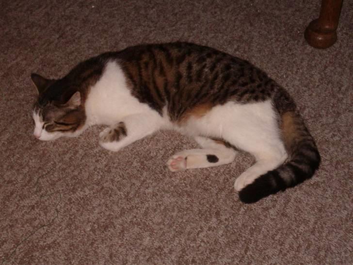 Huskat findus - så nu kan jeg slappe af nu er mor kommet hjem billede 6