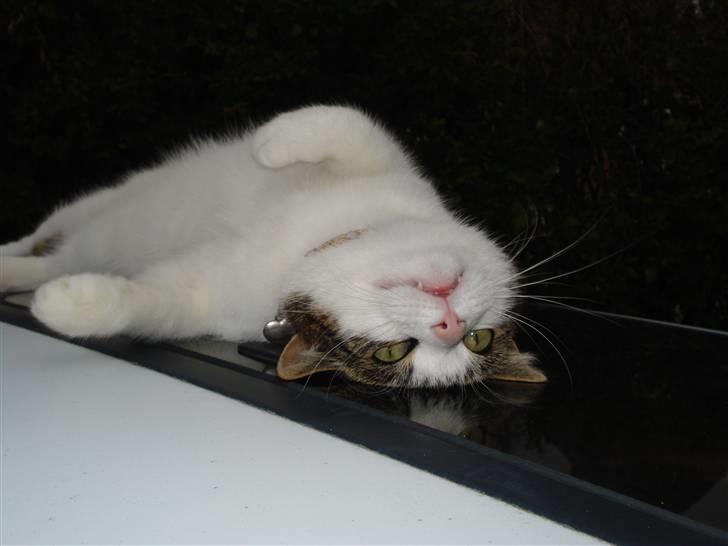 Huskat Laban billede 7