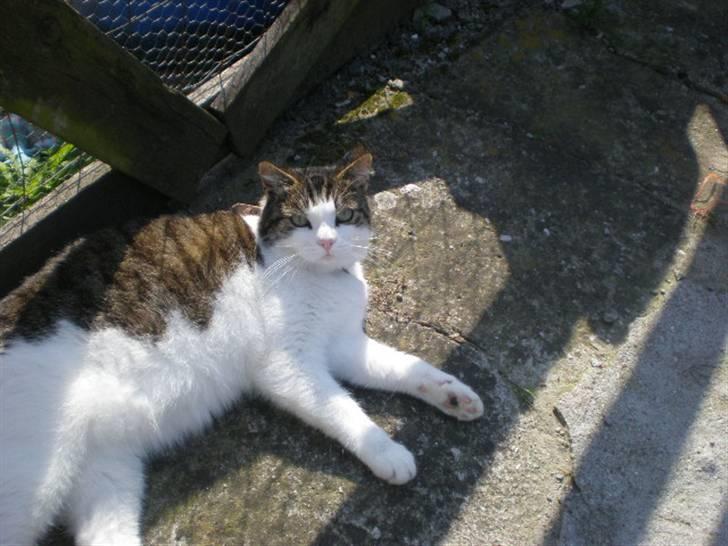 Huskat Laban billede 8