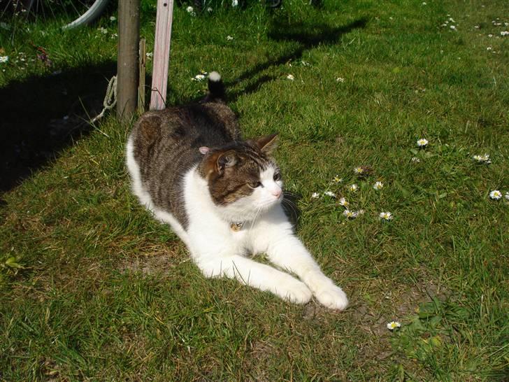 Huskat Laban billede 9