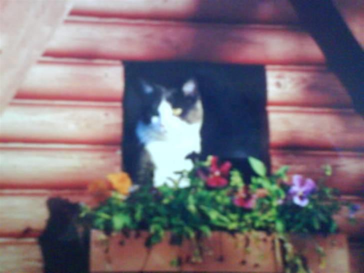 Blanding af racer tommads<3 - god udsigt fra vores legehus;) billede 19