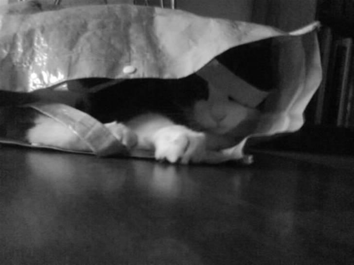 Blanding af racer tommads<3 - ligge i en pose;) billede 20