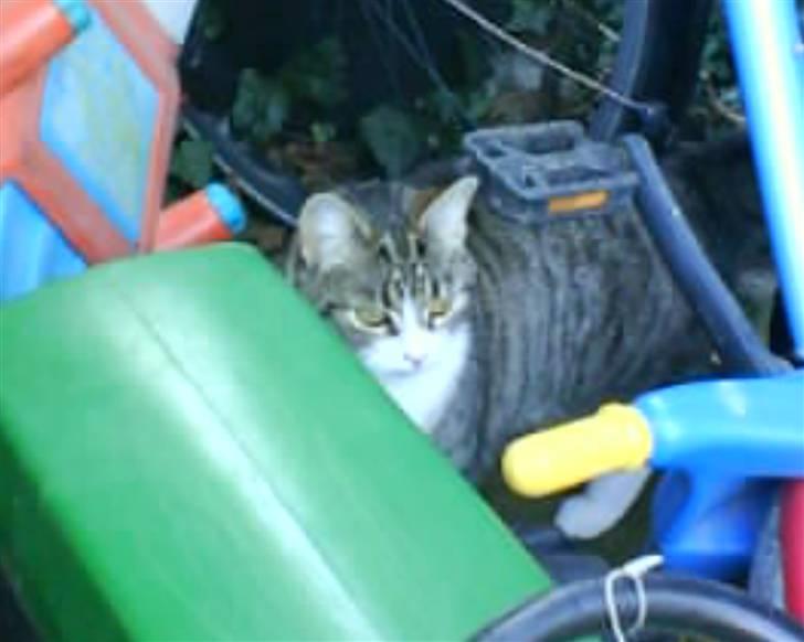 Blanding af racer betty<3 billede 13