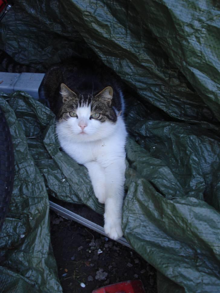 Huskat Laban billede 10