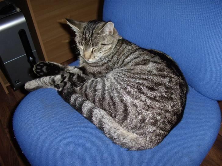 Huskat Buster - Mums en dejlig stol billede 1