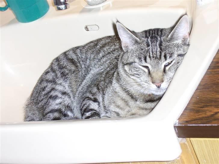 Huskat Buster billede 2