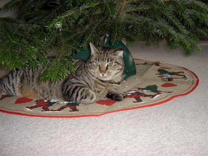 Huskat Buster billede 3