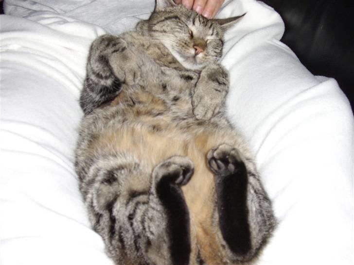 Huskat Buster billede 4