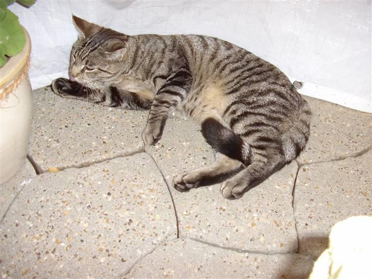 Huskat Buster billede 5