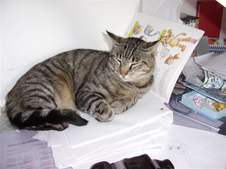 Huskat Buster billede 6