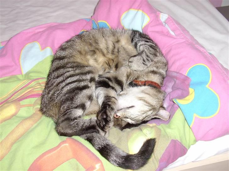 Huskat Buster billede 7