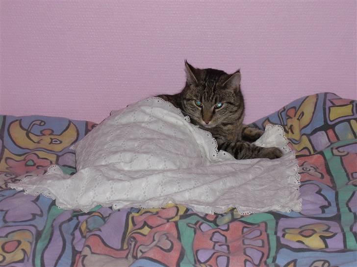 Huskat Buster billede 8