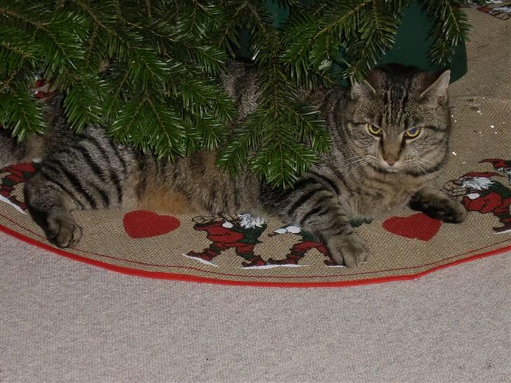 Huskat Buster billede 9