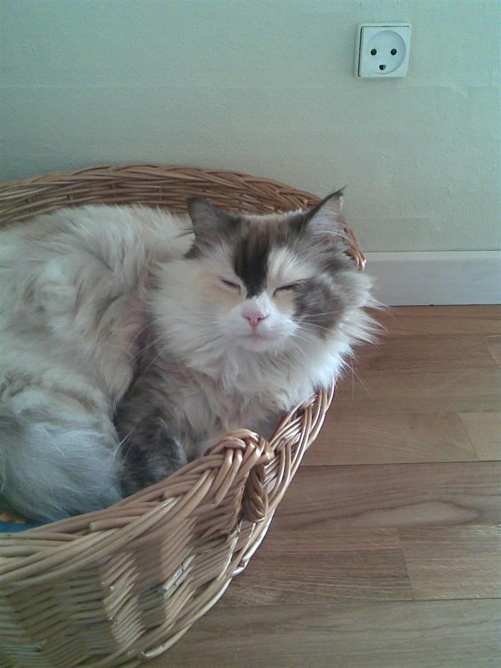 Perser molly billede 1