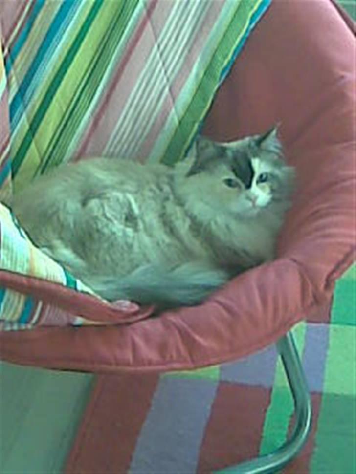 Perser molly billede 2