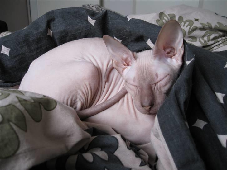 Peterbald rynke billede 7