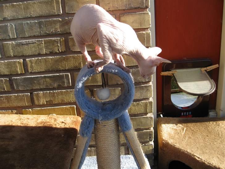 Peterbald rynke billede 8