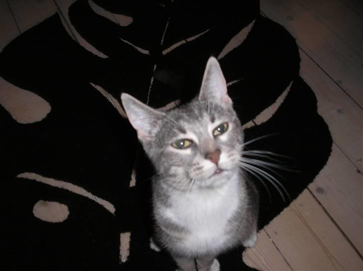 Huskat Carmen billede 18