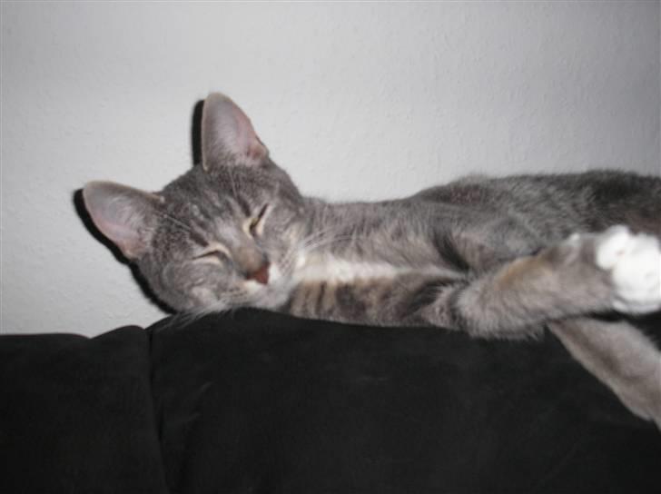 Huskat Carmen billede 19