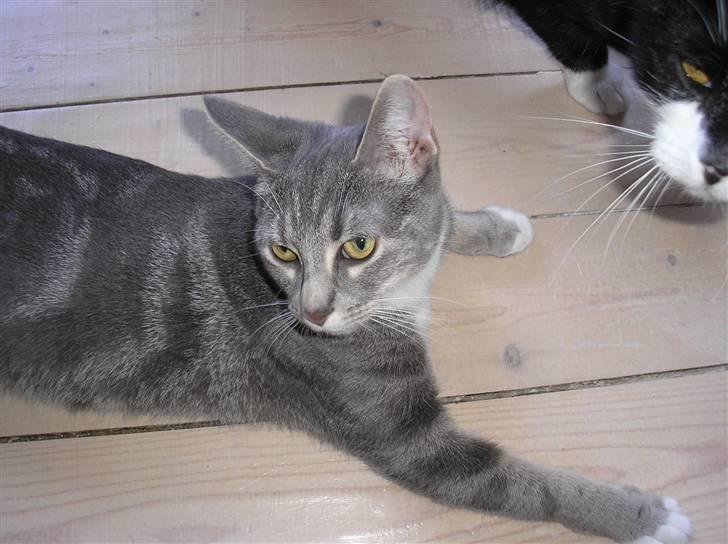 Huskat Carmen billede 20