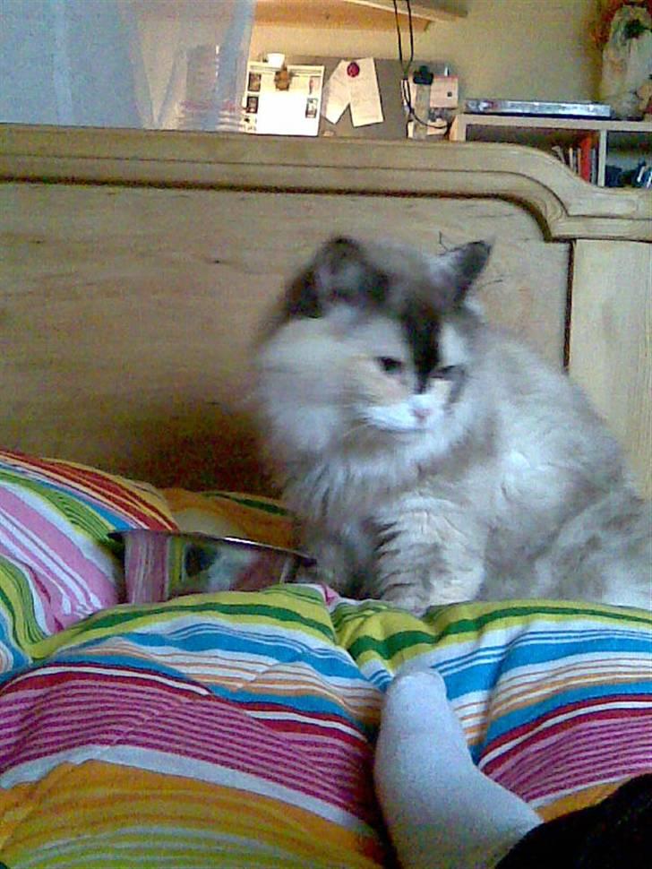 Perser molly billede 3