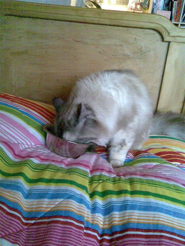 Perser molly billede 4