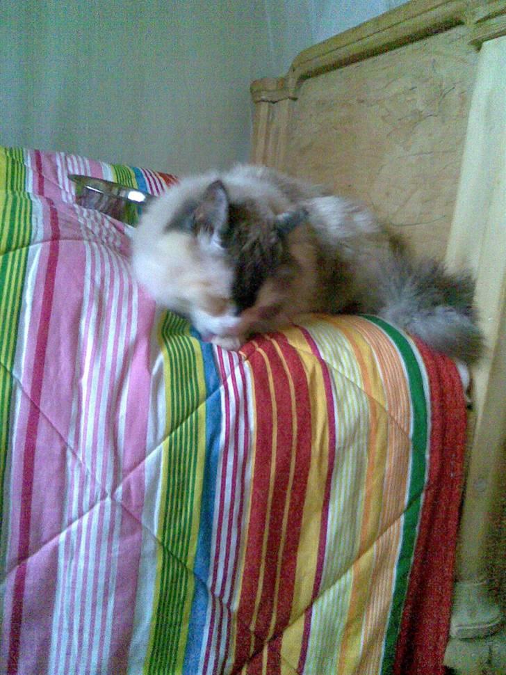 Perser molly billede 5