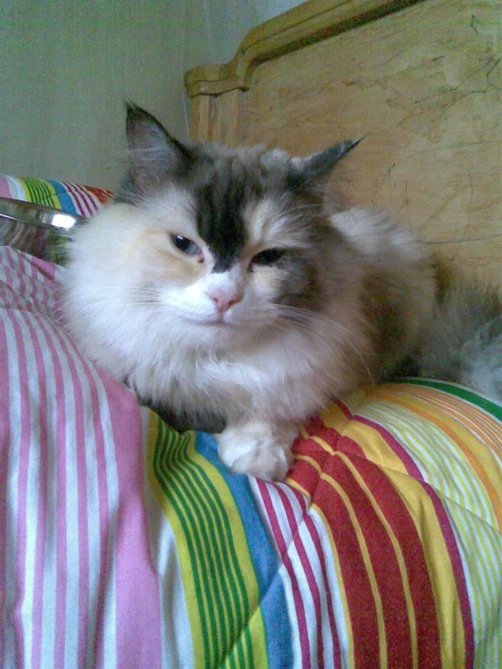 Perser molly billede 6