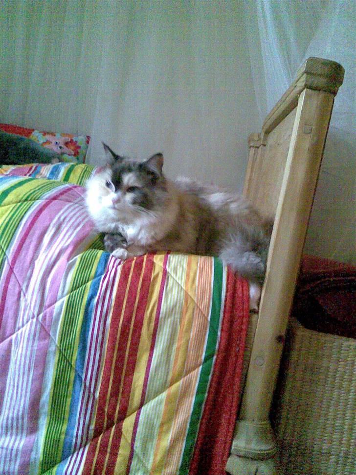 Perser molly billede 7