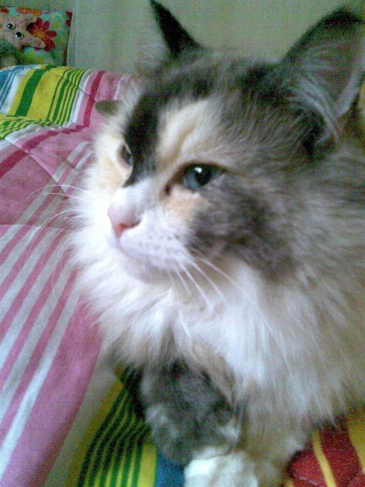 Perser molly billede 8