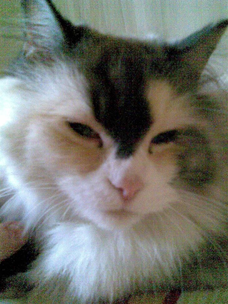 Perser molly billede 9