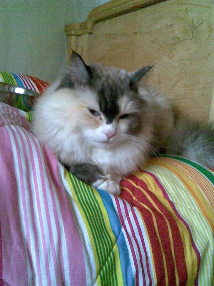 Perser molly billede 10