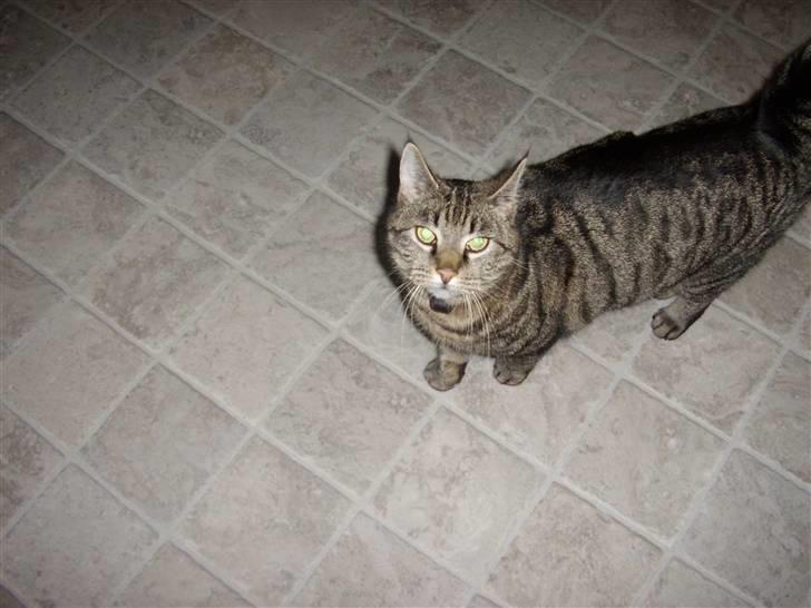 Huskat Buster billede 10