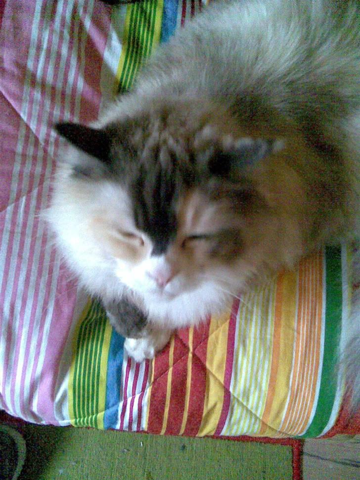 Perser molly billede 11