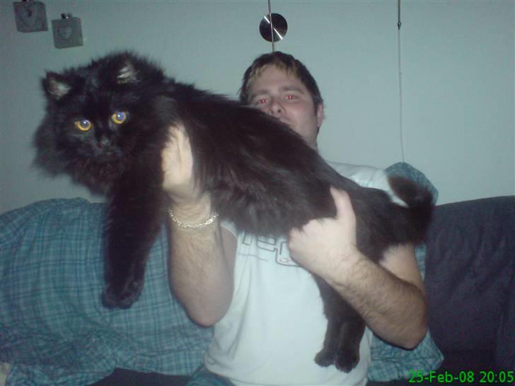 Norsk Skovkat Buller RIP billede 17