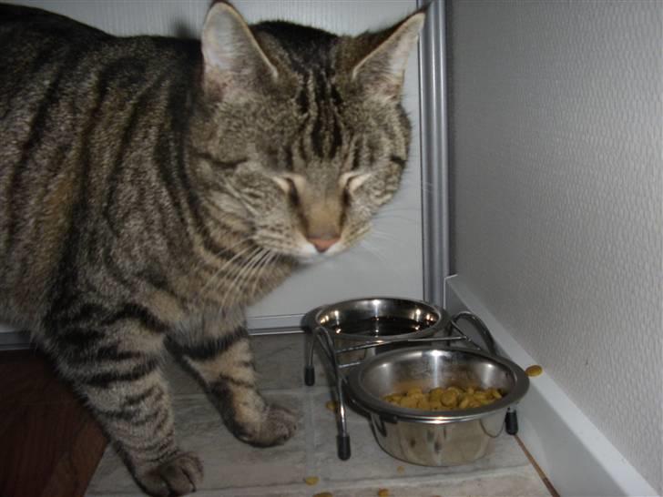 Huskat Buster billede 11