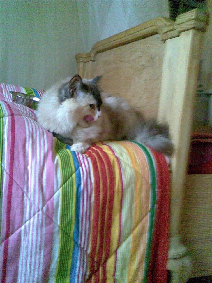 Perser molly billede 12