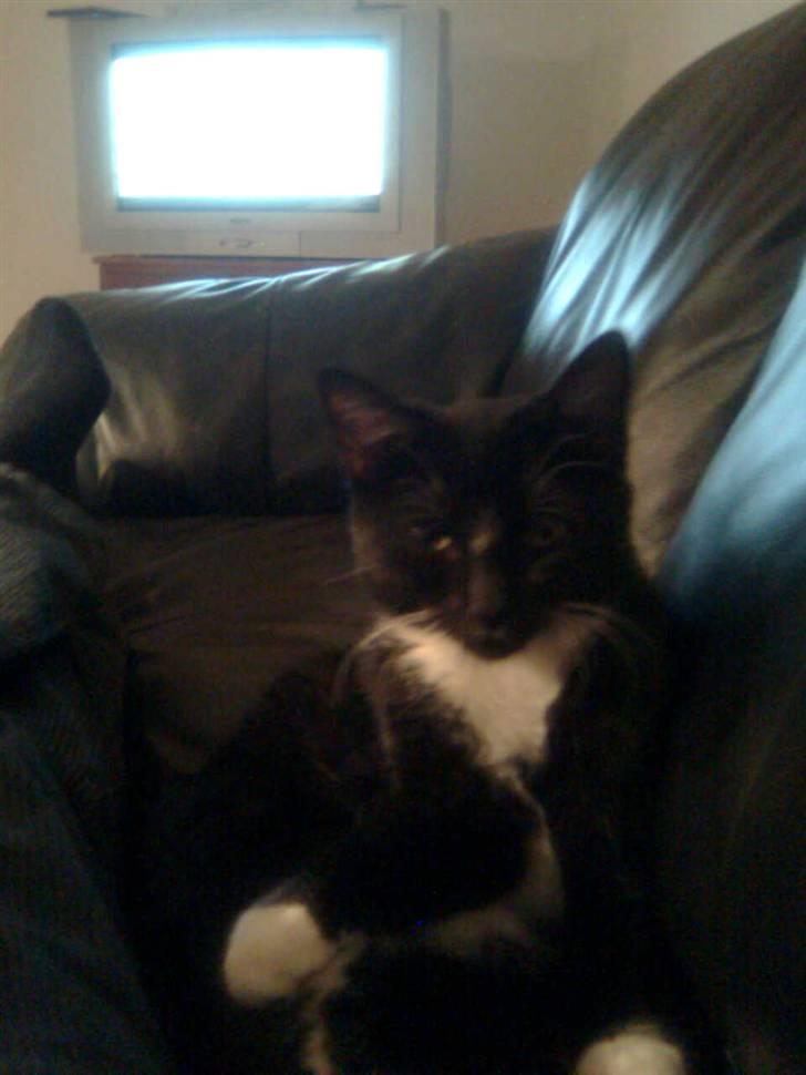 Huskat fnug billede 14